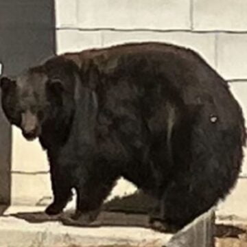 Kapet ariu i Kalifornisë që “pushtoi” mbi 20 shtëpi