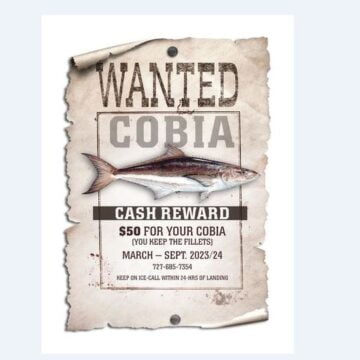 PESHKU Ofrohet ‘shpërblim’ 50 dollarë për ata që e kapin këtë peshk